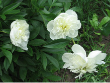 ���� ����� � ������ ����������, �� 150 �.