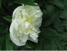 ���� ����� � ������ ����������