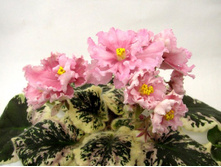 Rebel\'s two cents.JPG