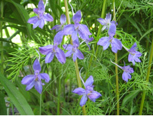 ���������� ��������������