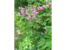 ���������, 70 �.