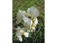 ���� ����� �������, �� 50 �.