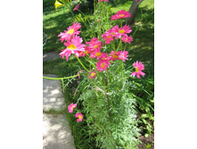 �������� �������, 80 �.