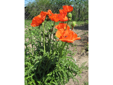 ��� ��������� ���������