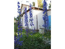 �����������, 100 �.