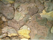 ���� (����� ������)