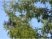 ����� ������ �����������