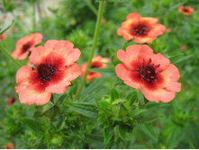 �������� \"��������\" �����������