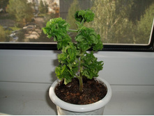 p. graveolens cv Bontrosai 