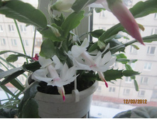 �����������, ��������� �����