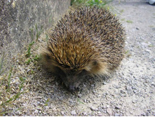 ����������� ������