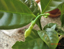 ������ ������