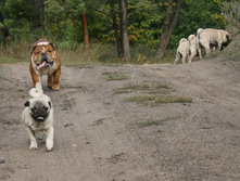 17 �������� ������� 161.jpg