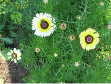 ���������� ���������