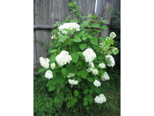 ���������, �� 100 �.