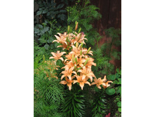 �����, 30 �