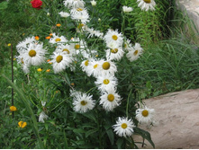 ������� ��������