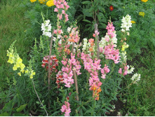 ������� ���