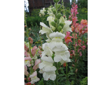 ������� ���