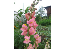 ������� ���