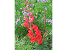 ������� ���