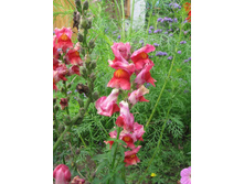 ������� ���