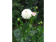 �������� \"������\"