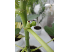 ����� �� ������.JPG