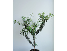 ������ ����.JPG