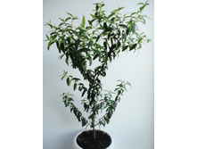 ������ ����.JPG