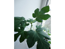 �� �� ��� ������ �����.JPG