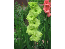 ���� ����