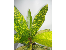 ������ ��� ������.JPG