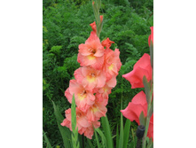 ������� � ������ ������