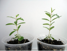 ������ �� �����.JPG