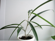 ����� ��� �� lipina1971.JPG