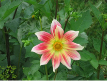 ������� ����������