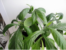 4 ������ �����������.JPG