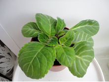 �����,������� ���� ������ ������.JPG