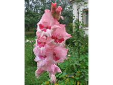 ��� ������