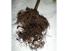 ����� ���������.JPG