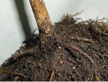 �������� �����.JPG