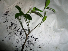 ��������� �����.JPG