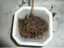 ����� � ������.JPG