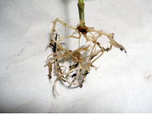 ����� ����.JPG