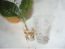 100�� ��������� ��� ����.JPG