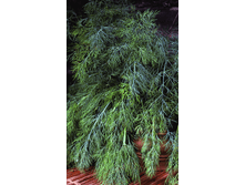 ����� ����� 4,80 ���..png