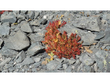 ���, ��� ����� �������...