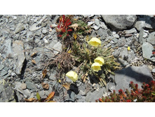 �  �������� �����)