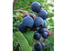 ���� ���������